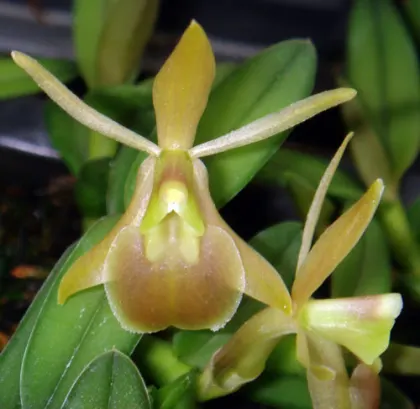 Epidendrum gnomus