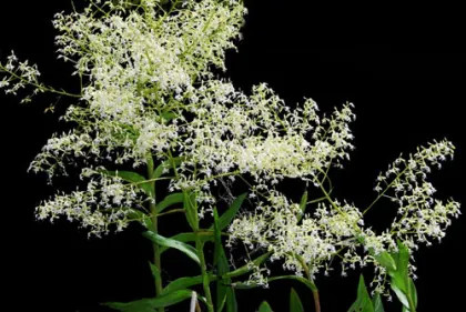 Epidendrum jasminosmum
