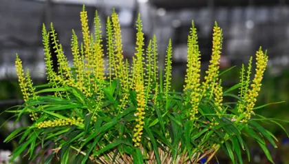 Epidendrum macrum