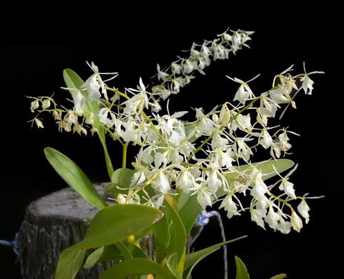 Epidendrum purum