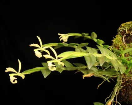 Epidendrum whittenii