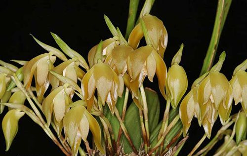 Ida peruviana