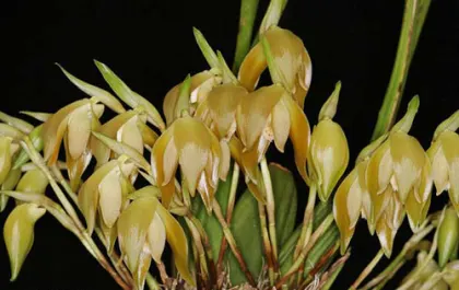 Ida peruviana