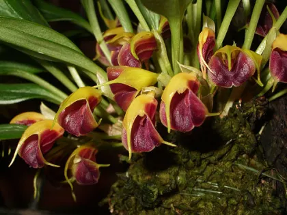 Masdevallia brachyura