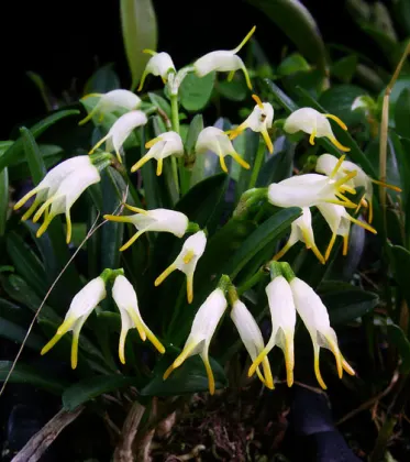 Masdevallia chontalensis