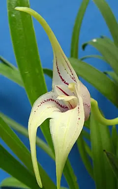 Masdevallia coriacea