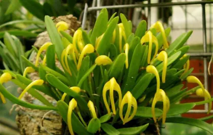 Masdevallia falcago