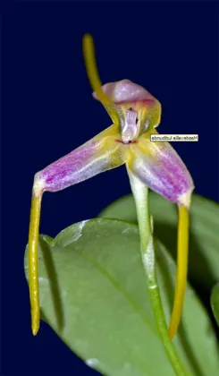 Masdevallia ludibunda