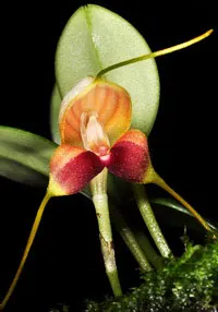 Masdevallia lychniphora