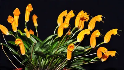 Masdevallia maxilimax