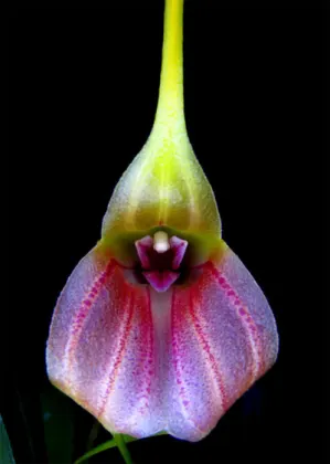 Masdevallia monicana