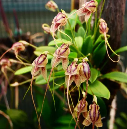Masdevallia nidifica