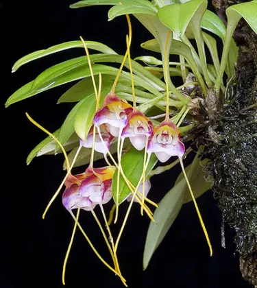 Masdevallia patriciana