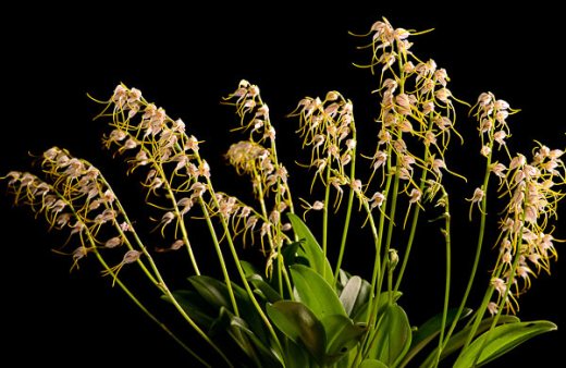 Masdevallia vittatula