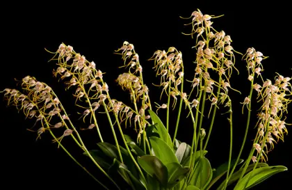 Masdevallia vittatula