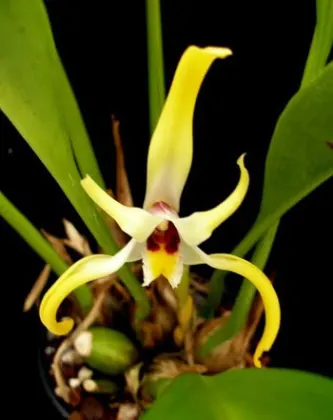Maxillaria dillonii
