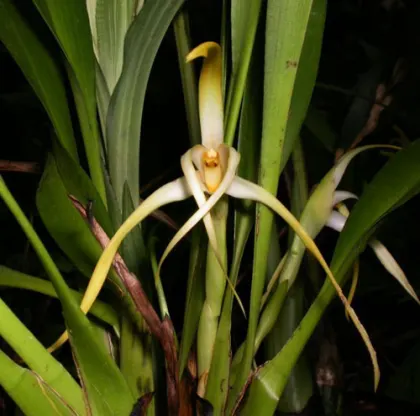 Maxillaria rubioi
