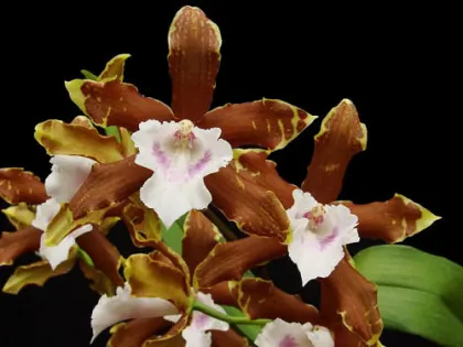 Miltonia candida