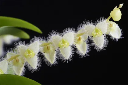 Stelis eublepharis