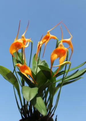 Masdevallia Amazone 'Sheila'