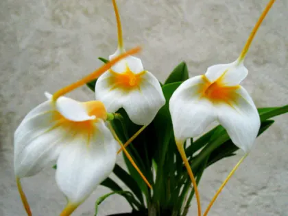 Masdevallia White Angel