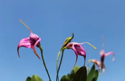 Masdevallia Charisma 'Purple Rain'