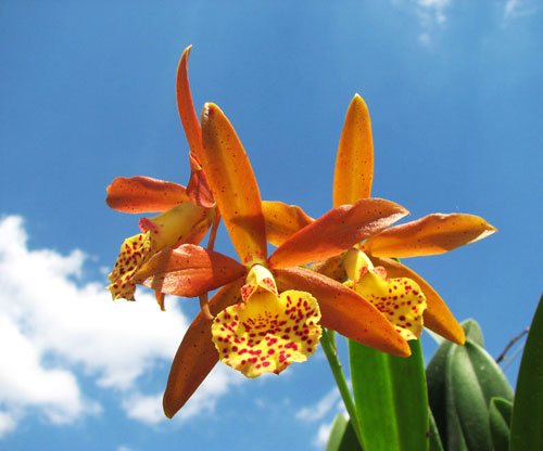 Brassavola nodosa x Sophronitis coccinea flava