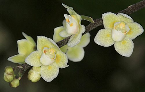 Chiloschista segawai
