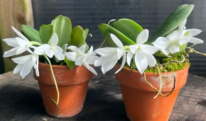 Aerangis fastuosa
