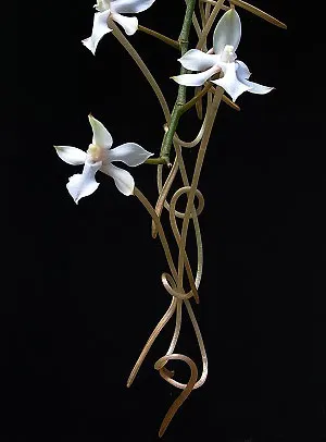 Aerangis kotschyana