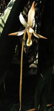 Aerangis laurentii