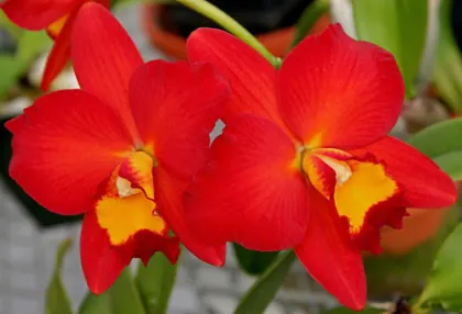Potinara Samantha Duncan 'Orange Tart'