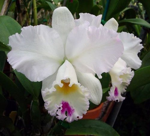 Laeliocattleya Pure Soul 'Yutaka Morimoto'