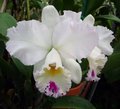 Laeliocattleya Pure Soul 'Yutaka Morimoto'