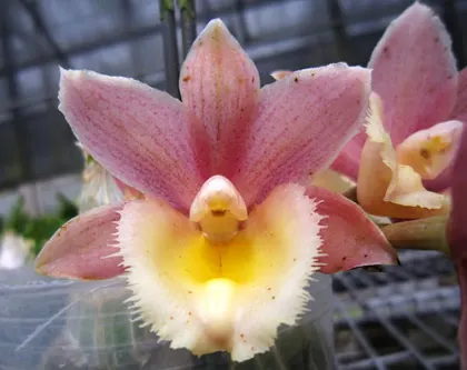 Mormodia Jumbo Susan