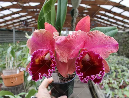 Brassolaeliocattleya Chia Lin 'Red Pearl'