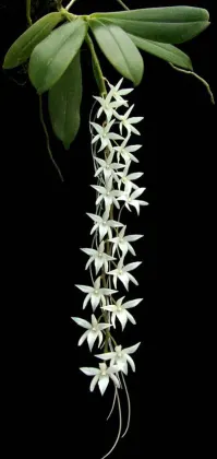 Aerangis modesta