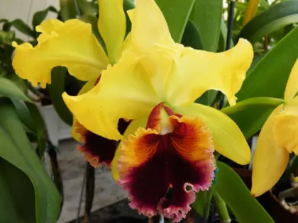 Laeliocattleya Alma Wichmann