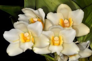 Bifrenaria harrisoniae alba