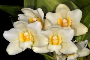Bifrenaria harrisoniae alba