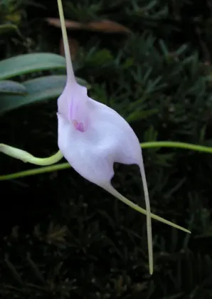 Masdevallia measuresiana