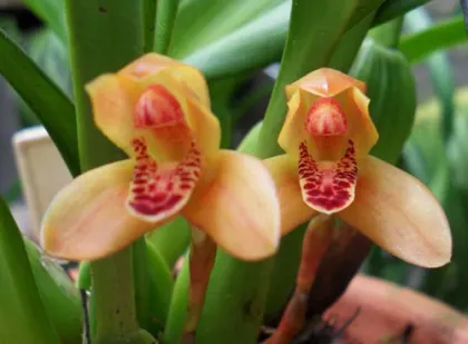 Maxillaria rufescens