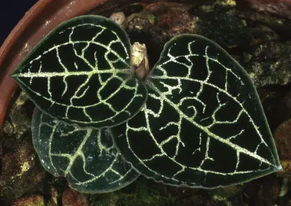 Anoectochilus koshunensis