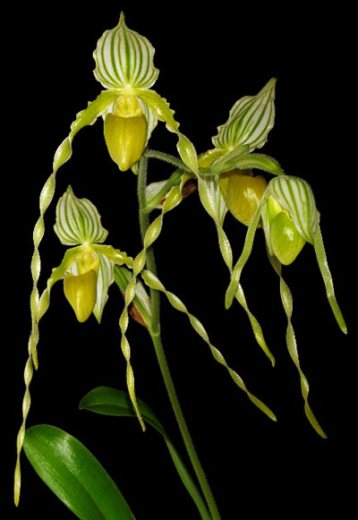 Paphiopedilum philippinense alba