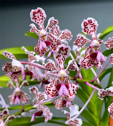 Vanda tricolor var. suavis