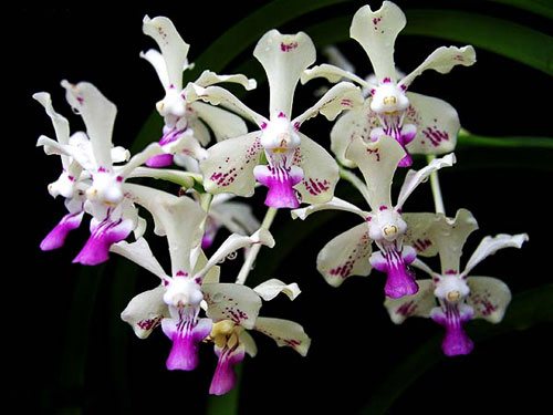 Vanda luzonica