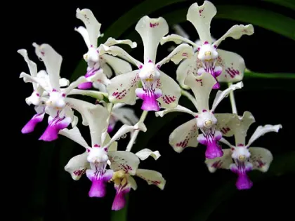 Vanda luzonica