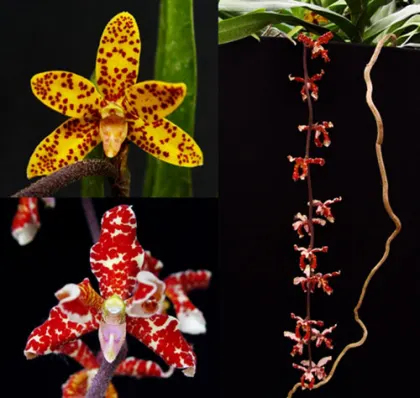 Dimorphorchis lowii
