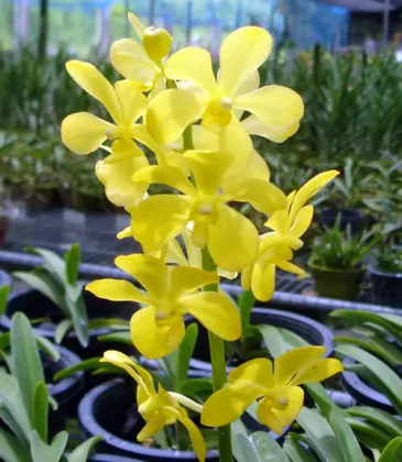 Mokara Chao Praya Gold