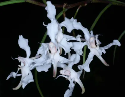 Papilionanthe vandarum